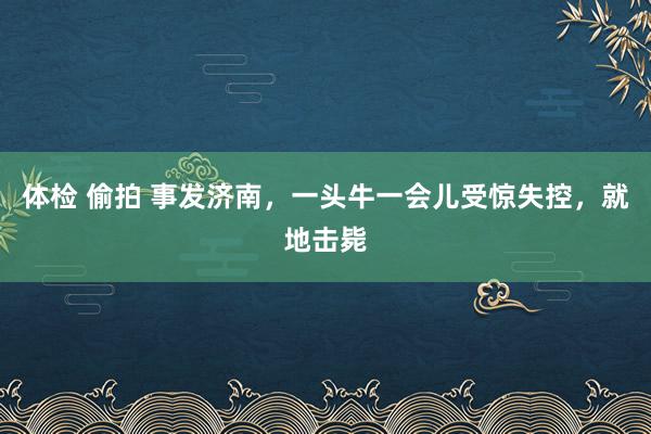 体检 偷拍 事发济南，一头牛一会儿受惊失控，就地击毙